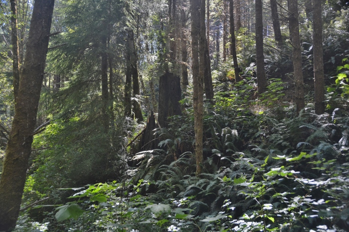 an old-growth forest trail